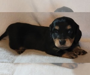 Dachshund Puppy for sale in RAINBOW CITY, AL, USA