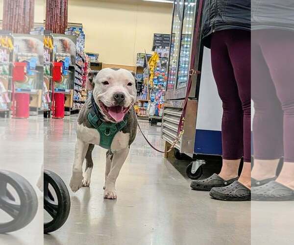 Medium Photo #4 Mutt Puppy For Sale in Rustburg, VA, USA