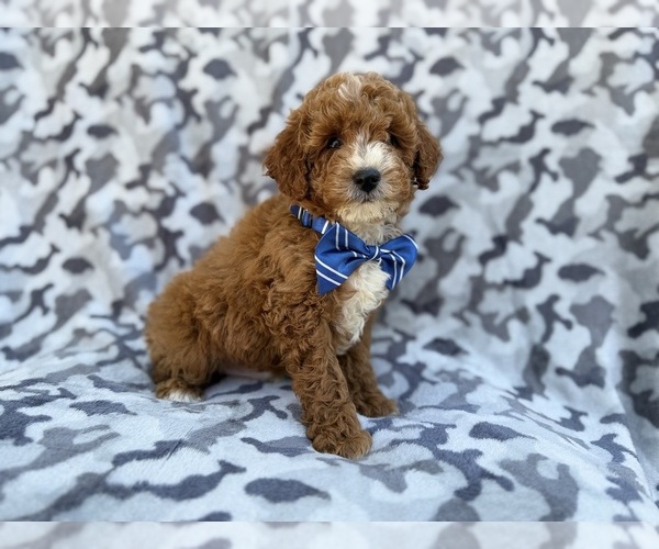 Medium Photo #7 Cavapoo (Miniature) Puppy For Sale in LAKELAND, FL, USA