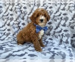 Small #6 Cavapoo (Miniature)