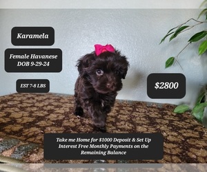 Havanese Puppy for sale in TUCSON, AZ, USA