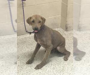 Mutt Dogs for adoption in Conroe, TX, USA