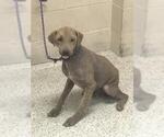 Small Mutt