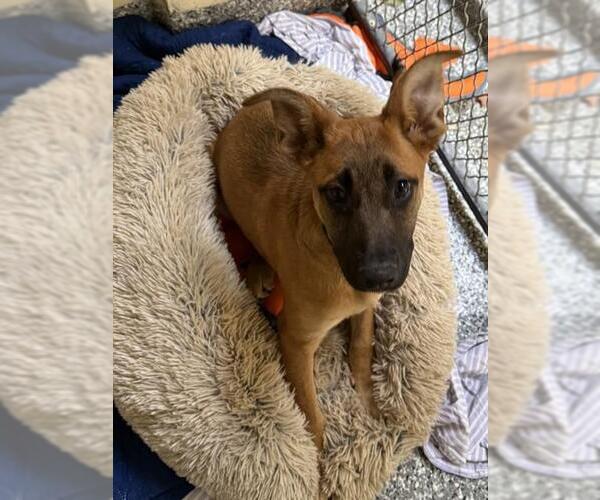 Medium Photo #1 German Shepherd Dog-Unknown Mix Puppy For Sale in Brewster, MA, USA