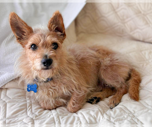 Mutt Dogs for adoption in Corona, CA, USA