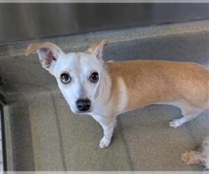 Border Collie-Chihuahua Mix Dogs for adoption in San Martin, CA, USA