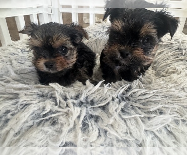 Medium Photo #6 Yorkshire Terrier Puppy For Sale in RIVERSIDE, CA, USA