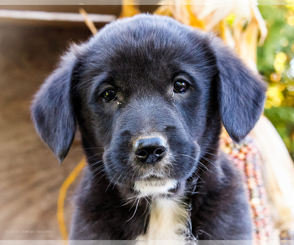 Medium Photo #2 Golden Retriever-Pembroke Welsh Corgi Mix Puppy For Sale in WAKARUSA, IN, USA