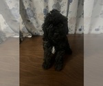 Small #13 Cockapoo