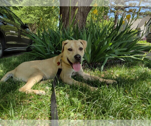 Medium Photo #2 Labrador Retriever-Unknown Mix Puppy For Sale in Minneapolis, MN, USA