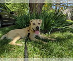 Small #1 Labrador Retriever Mix