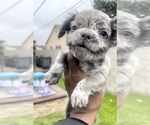 Small Photo #18 French Bulldog Puppy For Sale in MOUNT VERNON, AL, USA