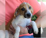 Small #2 Treeing Walker Coonhound Mix