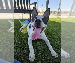 Mutt Dogs for adoption in Downey, CA, USA