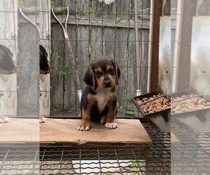 Beagle Puppy for sale in LAPEER, MI, USA