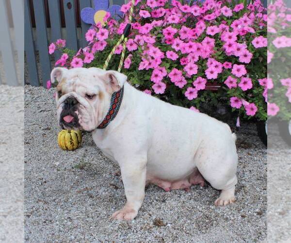 Medium Photo #1 Bulldog Puppy For Sale in ARTHUR, IL, USA