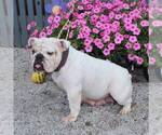 Small Photo #1 Bulldog Puppy For Sale in ARTHUR, IL, USA