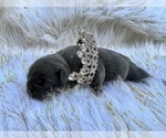 Small Photo #35 French Bulldog Puppy For Sale in HAYWARD, CA, USA