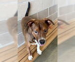 Small #3 Mutt
