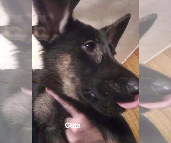 Medium Photo #2 German Shepherd Dog Puppy For Sale in KALEVA, MI, USA