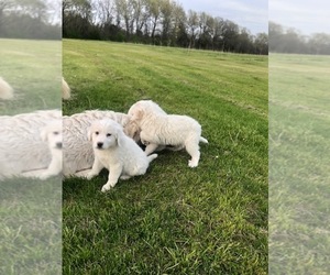 Great Pyrenees Puppy for sale in BUELL, MO, USA