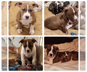 American Pit Bull Terrier Puppy for sale in TRENTON, NJ, USA