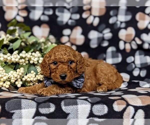 Medium Photo #5 Goldendoodle (Miniature) Puppy For Sale in AIRVILLE, PA, USA