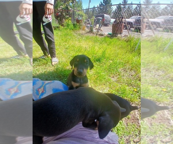 Medium Photo #4 Doberman Pinscher Puppy For Sale in CHEMULT, OR, USA