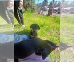 Small #3 Doberman Pinscher