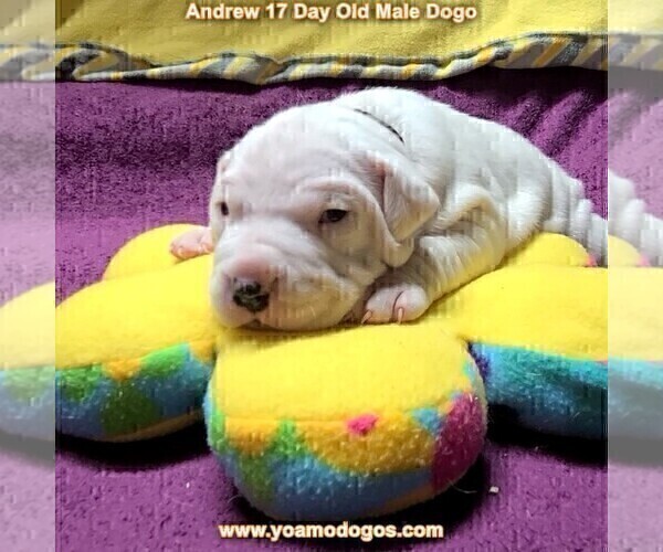 Medium Photo #35 Dogo Argentino Puppy For Sale in JANE, MO, USA