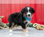 Small #1 Miniature Australian Shepherd