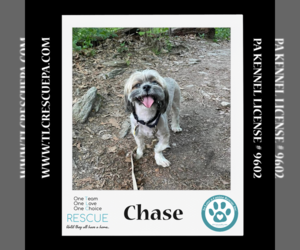 Lhasa Apso Dogs for adoption in Kimberton, PA, USA