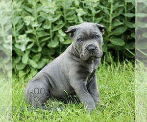 Cane Corso Puppy for sale in QUARRYVILLE, PA, USA