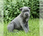 Small Cane Corso