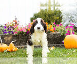Small Photo #3 Springerdoodle Puppy For Sale in NAPPANEE, IN, USA