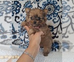 Puppy Tiny Yoranian