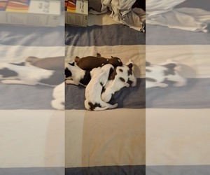 Shih Tzu Puppy for sale in LAKELAND, FL, USA