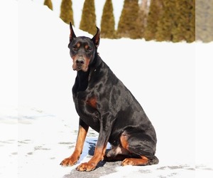 Father of the Doberman Pinscher puppies born on 03/02/2026