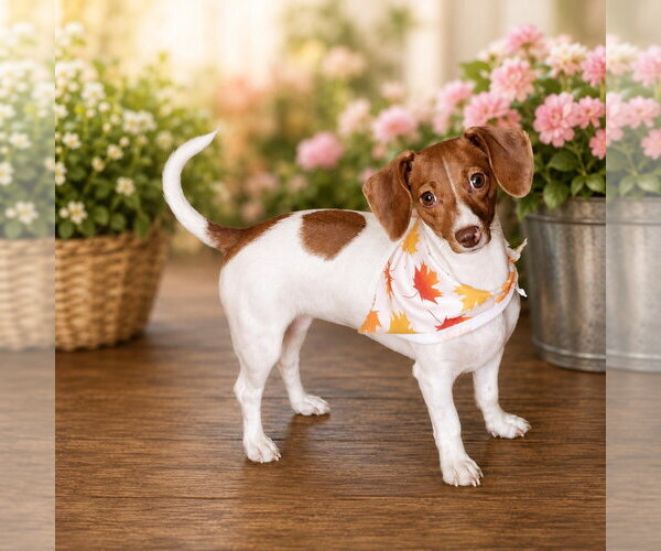 Medium Photo #2 Dachshund Puppy For Sale in Claremore, OK, USA