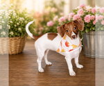 Small #1 Dachshund