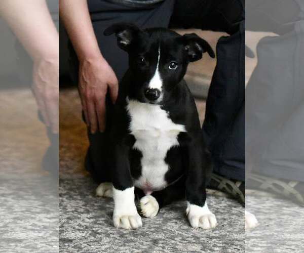 Medium Photo #3 American Bulldog-Labrador Retriever Mix Puppy For Sale in Mechanicsburg, PA, USA