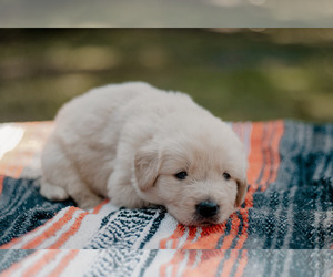 Golden Retriever-Maremma Sheepdog Mix Puppy for sale in MARTIN, GA, USA