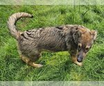 Small #4 German Shepherd Dog Mix