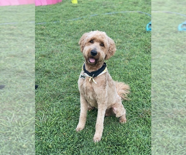 Full screen Photo #1 Goldendoodle Puppy For Sale in FREDERICA, DE, USA