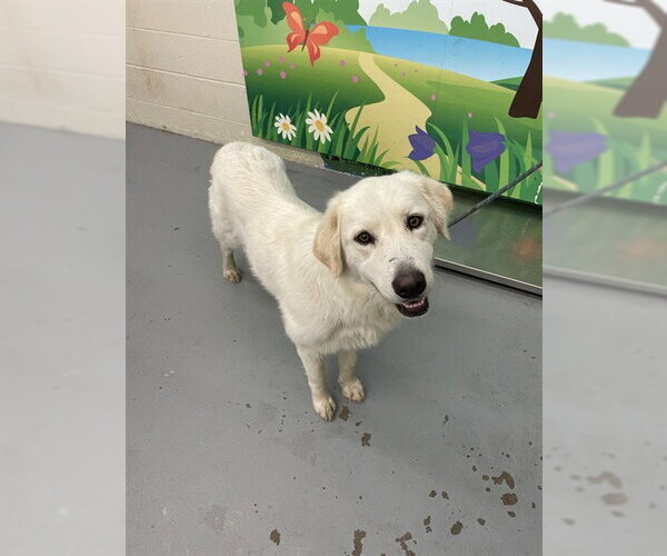 Medium Photo #1 Great Pyrenees Puppy For Sale in Waco, TX, USA