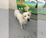 TORVI - Female Great Pyrenees Dog for Adoption - Small photo