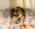 Small #3 Shih Tzu Mix