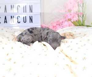 Poodle (Toy) Puppy for sale in COLLEGE STA, TX, USA