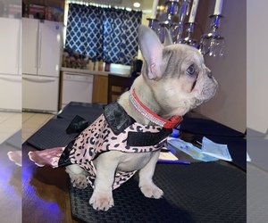 French Bulldog Puppy for Sale in MODESTO, California USA