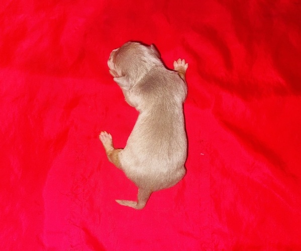 Medium Photo #4 American Bully Puppy For Sale in TRENTON, NJ, USA